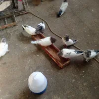 کبوتر|پرنده|رزن, |دیوار