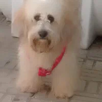 سگ شیتزو نر  تربیت شده