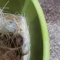 جفت قناری|پرنده|شادگان, |دیوار