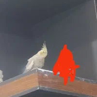 عروس هلندی اهویی