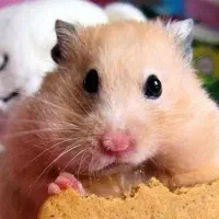 واگذاری رایگان خرگوش همستر خوکچه هندی پرندگان|موش و خرگوش|قم, شاه سید علی|دیوار