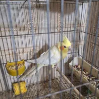 عروس هلندی|پرنده|گتوند, |دیوار