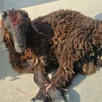 قصاب سیار