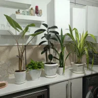 فروش گلهای خانگی