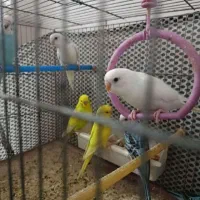 مرغ عشق|پرنده|قم, نخودی|دیوار