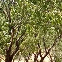 کارهای باغی پذیرفته می‌شود|خدمات باغبانی و درختکاری|نجف‌آباد, یزدانشهر|دیوار