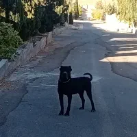 کنکورسو|سگ|شیراز, نصر|دیوار