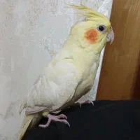 عروس هلندی