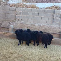 گوسفند زنده بره نر