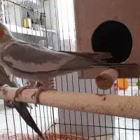 جفت عروس هلندی|پرنده|برخوار, |دیوار