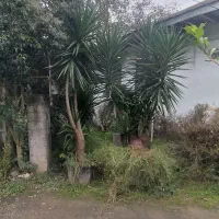 یوکا بزرگ وبنسای قطور،وگلدان۳/۵،گلدان ۱۰و سطل۱۲|گل و گیاه طبیعی|رحیمآباد, |دیوار