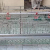 قفس بلدرچین