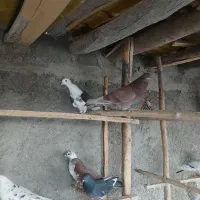 کفتر‌پرشی|پرنده|گیان, |دیوار