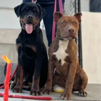 فروش سگ پیتبول