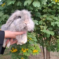 لوپ|موش و خرگوش|اهواز, شریعتی جنوبی|دیوار