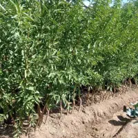 انواع نهال های میوه و....زود بازده|خدمات باغبانی و درختکاری|تاکستان, |دیوار