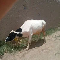 گاو با گوساله ماده