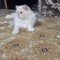 گربه میکس پرشین اسکاتیش