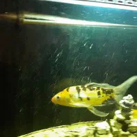 ماهی کوی|ماهی|تهران, افسریه شمالی|دیوار