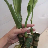گل دیفن ماده گل میده بزن گوگل|گل و گیاه طبیعی|کرمانشاه, |دیوار
