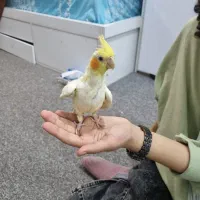 عروس هلندی نرو ماده
