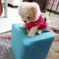 سگ شیتزو|سگ|اصفهان, بهارستان|دیوار