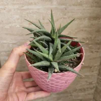 گلدان هاورتیا گورخری.گل.کاکتوس
