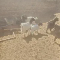 باسلام دوعددبزاسرایلی خوب رونده شد|حیوانات مزرعه|شیراز, آبیاری|دیوار