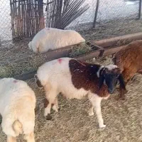 بره ی فروشی