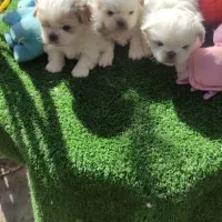 توله پکنیز نر و ماده|سگ|فردیس, قریشی|دیوار