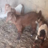 ۳ کهره مری و کابرومیش آبست تکه گلابی چتی رومایه