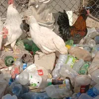 تخم مرغ گلین