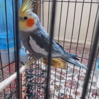 حراج سه عددعروس هلندی فقط دومیلیون|پرنده|اهواز, شریعتی جنوبی|دیوار