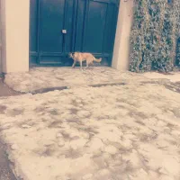 سرایدار باغ