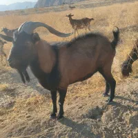 نر بز آلپاین|حیوانات مزرعه|مرودشت, رامجرد یک|دیوار