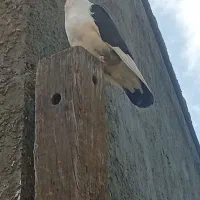 کبوتر دوکت و طوقی