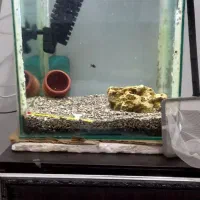 اکواریوم استوانه پلنت مفت