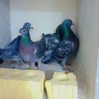 کبوتر پلاکی|پرنده|شیراز, کاراندیش|دیوار