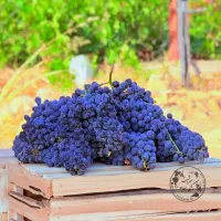 انگور شانی دیم سردشت کردستان سیاه انگورشانی سفیدبی|خدمات باغبانی و درختکاری|تهران, میدان میوه و تره‌بار مرکزی|دیوار