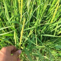 برنج عنبربو شلتوک شالیکوبی مستقیم|خوردنی و آشامیدنی|شیراز, شهرک ولیعصر|دیوار