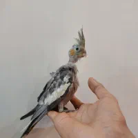 ساعت و۳عدد عروس هلندی و یک عدد