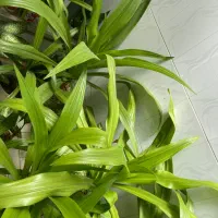گل اشک مریم (سوسن عنکبوتی) شاداب