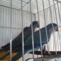 راهب آبی وسبز