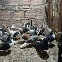 سلام به تمامی عشق بازان خوب دوست داشتتی|پرنده|پاکدشت, پاکدشت (مامازند)|دیوار