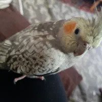 عروس هلندی نربسیار دستی