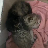 واگذاری دو عدد بچه گربه