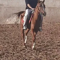 اسب