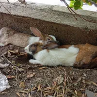 خرگوش خانگی|موش و خرگوش|بندرعباس, |دیوار