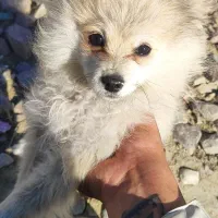 سگ پامرین خرسی