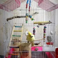 قفس بزرگ و لانه و جلیقه پرواز و همه وسایل قفس باهم|لوازم جانبی حیوانات|ایلام, |دیوار